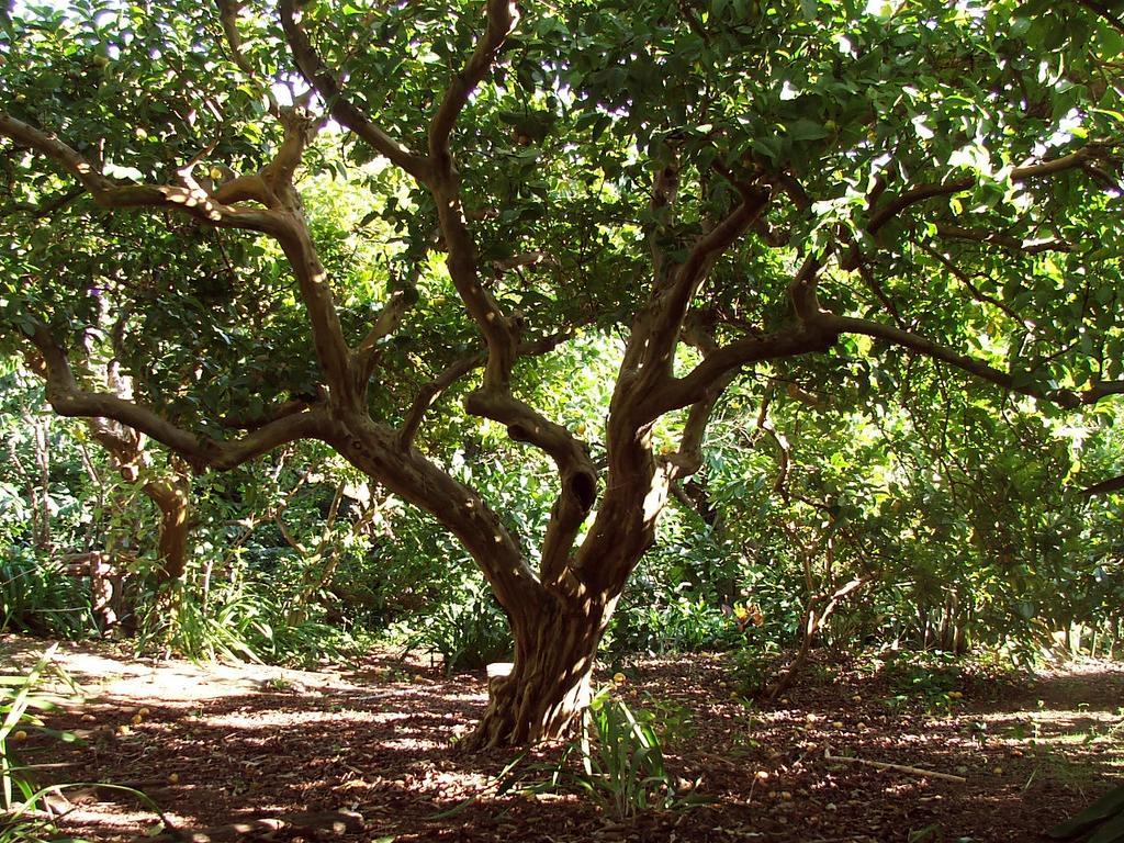 Quinta Das Buganvilias Castelo Branco  Buitenkant foto